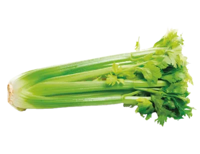 Apio